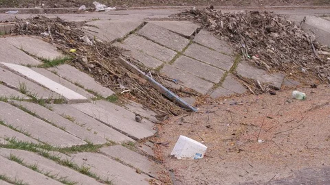 A few small birds sitting and then fly off from the embankment of the river in a Stock Footage 106648564