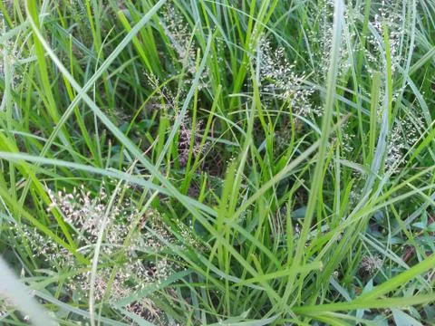 Few small spore middle of some green colored bush on fresh soil,growing beaut Stock Photos