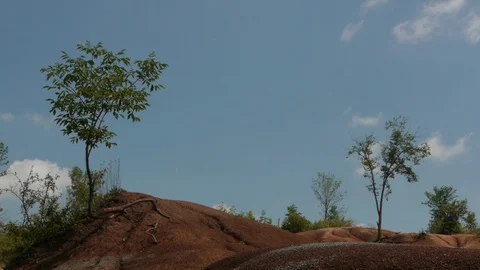 A Few Small Trees on the Badlands in light Wind Stock Footage 92623916