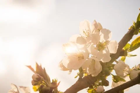 Few spring blooms of cherry-tree Stock Photos