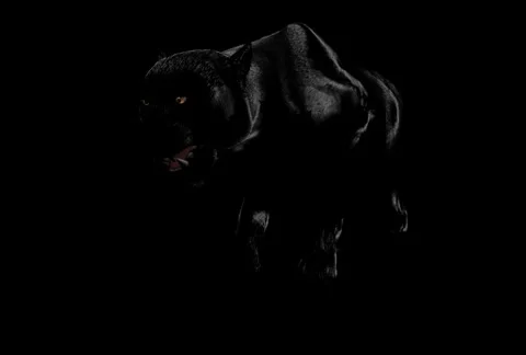 A few steps of Black Panther. Stock Footage 6101693