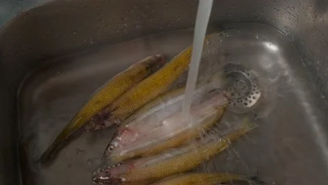 A few sticklebacks in an iron sink under a stream of water Stock Footage 150868155