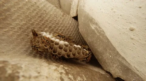 Few Striped Wasps Crawl Over Gray Honeycomb Closeup Stock Footage 66289397