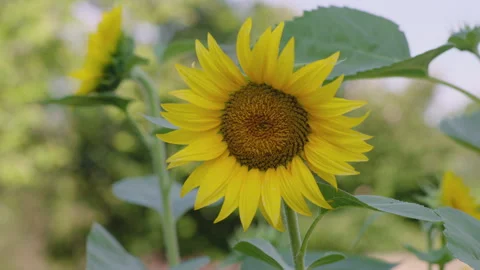 A Few Sunflowers in the Breeze Stock Footage 312231827
