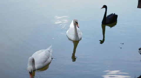 Few swans on the water Stock Footage 46039006