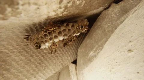 Few Tabby Wasps Crawl Over Gray Honeycomb Closeup Stock Footage 66289356