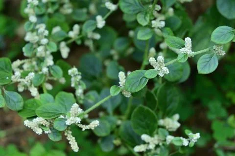 Few tiny clusters of flowers blooming on a Mountain knot grass plant 写真素材
