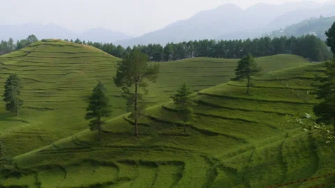 Few trees on a green hill with layers and grass Stock Footage 249350813