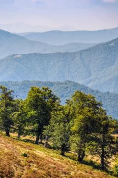 Few trees on a mountain hill side Foto stock