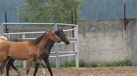 Few walking horses Stock Footage 64629872