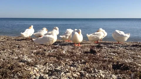 Few White Birds Ducks Sit ,sleep &amp; Awake on a Beach Of the Sea Close Up Stock Footage 167968902