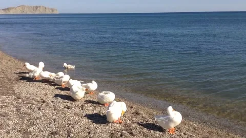 Few white ducks clean &amp; brush their feathers on the beach of Black Sea in summer Stock Footage 167967940