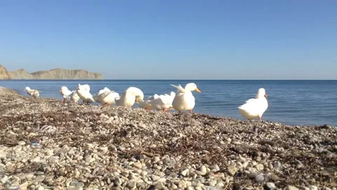 Few white ducks clean &amp; brush their feathers on a beach of Black Sea in summer 2 Stock Footage 167967953
