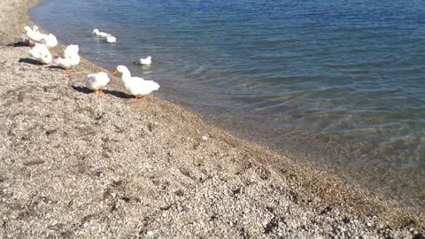 Few white ducks graze on the coast and swim in the water at the sea in summer Stock Footage 167967925