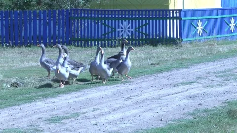 A few white geese go to the paved road Video stock 71003882