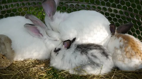 Few white rabbits caress each other Video stock 45842044