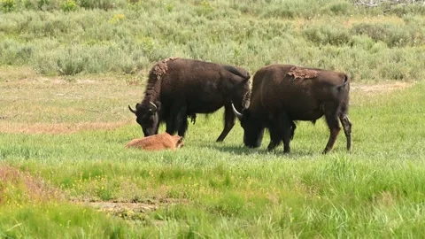 A few wild bison in Yellowstone Stock Footage 158191934