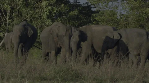 Few wild elephants Stock Footage 293620130