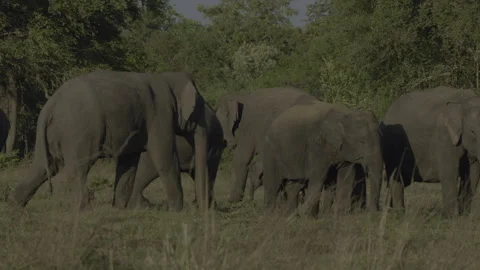Few wild elephants Stock Footage 293623601