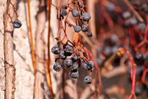 Few withered bunch of grapes 스톡 사진