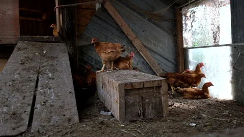 Few young broilers sit or walk in the corner or outdoor enclosure Stock-Footage 296363071