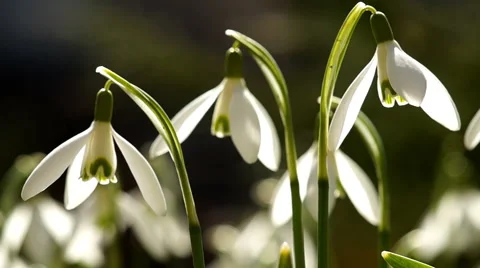 Few Young Snowdrops Swaying in the Wind. 스톡 동영상 49193992