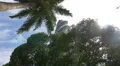 The F&F Tower behind trees in Panama City 4k or 4k+ Resolution