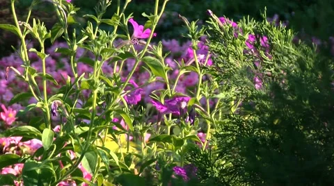 Fflowers close-up in the Park Stock Footage 53102598