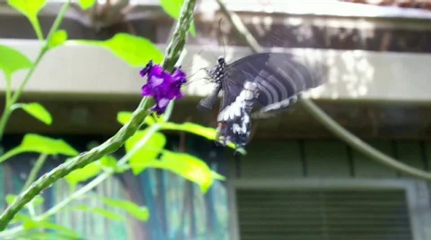 Fflying 스톡 동영상 504057