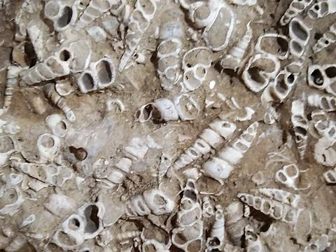 Ffossilized snails exhbited at museum, las grutas rio negro, argentina Foto stock