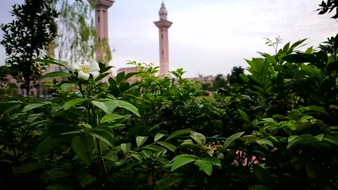 FG Flower n Mosque  VID 20170622 072927 Stock Footage 145543288