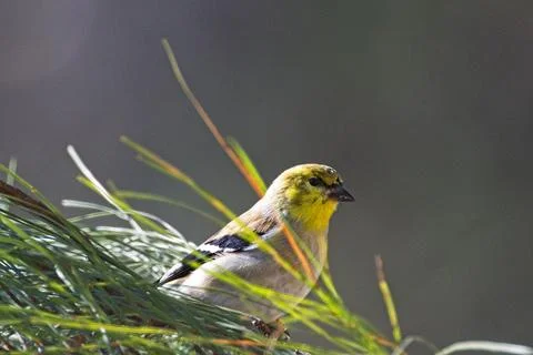 FGoldfinch,winter 1 Stock Photos