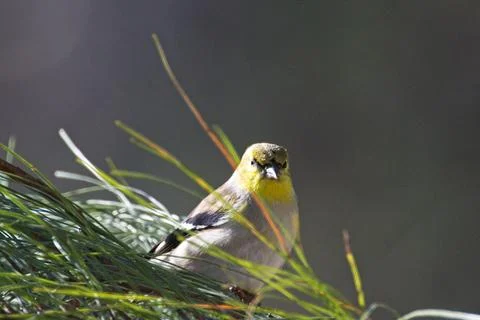 FGoldfinch,winter Stock Photos
