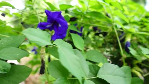 FHD 250 fps Slow motion butterfly pea plants background pan shot Stock Footage 158805365