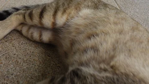 FHD 250 fps Slow motion closeup cat lying in the ground Stock Footage 158805509