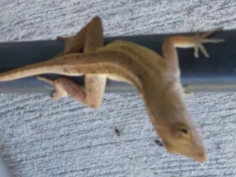FHD close up lizard looking to jump in sunny Tampa Florida Stock-Fotos