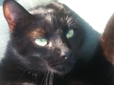 FHD close up side view black cat's eyes Tampa Florida Stock-Fotos