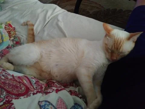 FHD cute white cat sleeping on man's leg in Tampa Florida Stock-Fotos