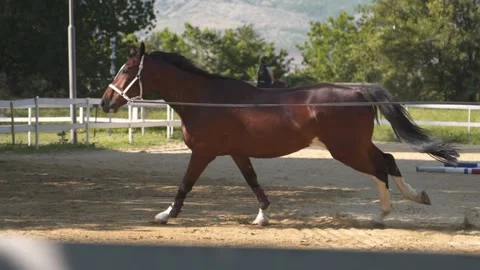 FHD Horse Training for competition Stock Footage 235023404