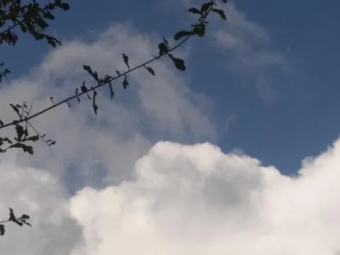 FHD layers of clouds in sky with trees Tampa Florida Stock-Fotos