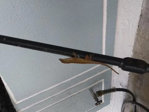 FHD lizard climbing up pole distance part 1 Stock-Fotos