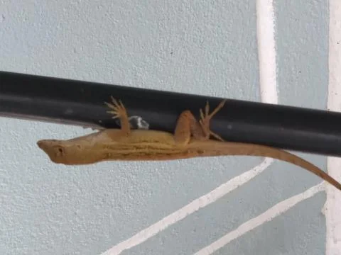 FHD lizard climbing up pole part 3 Stock-Fotos