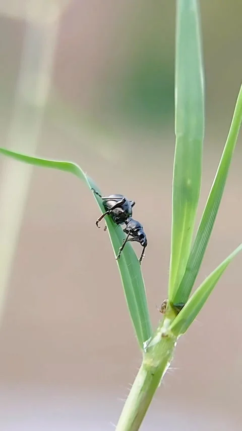 FHD Macro Steady Ant Mimicking Spider Cleaning Itself on Green Grass Blade Vidéo 321067711