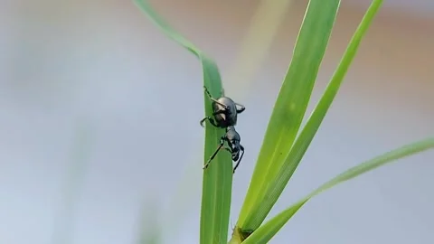 FHD Macro Steady Ant-Mimicking Spider Alert Positioning on Grass Blade Vidéo 321067713