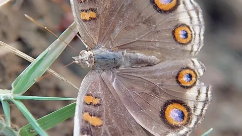 FHD Macro Steady Blue Pansy Butterfly Resting on Grass Top View Close Up Vidéo 321067712