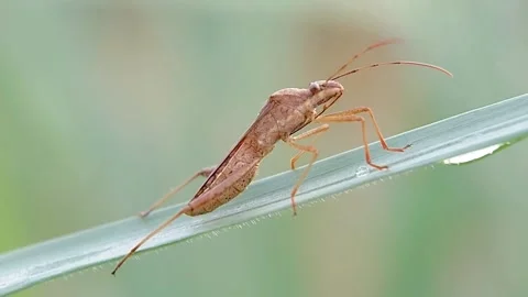FHD Macro Steady Broad Headed Bug Resting on Dewy Grass Blade Side View Vidéo 321067724