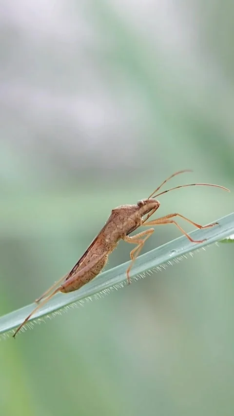 FHD Macro Steady Broad-Headed Bug Excreting Liquid on Dewy Grass Blade Vidéo 321067725
