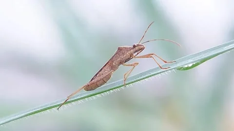 FHD Macro Steady Broad-Headed Bug Excreting Droplet on Grass Blade Side View Vidéo 321067727