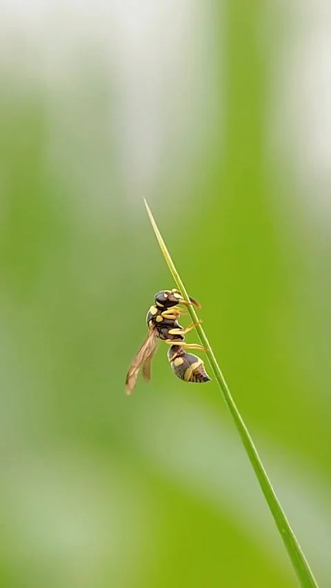 FHD Macro Steady Paper Wasp Abdominal Breathing on Grass Blade Side View Video stock 321067739