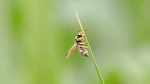 FHD Macro Steady Paper Wasp Perched on Grass Blade Side View Close Up Video stock 321067740